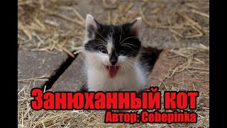 Cebepinka - Занюханный кот