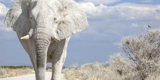 Хемингуэй Эрнест - Белые слоны