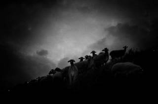 Ли Марианна - Пастырь добрый